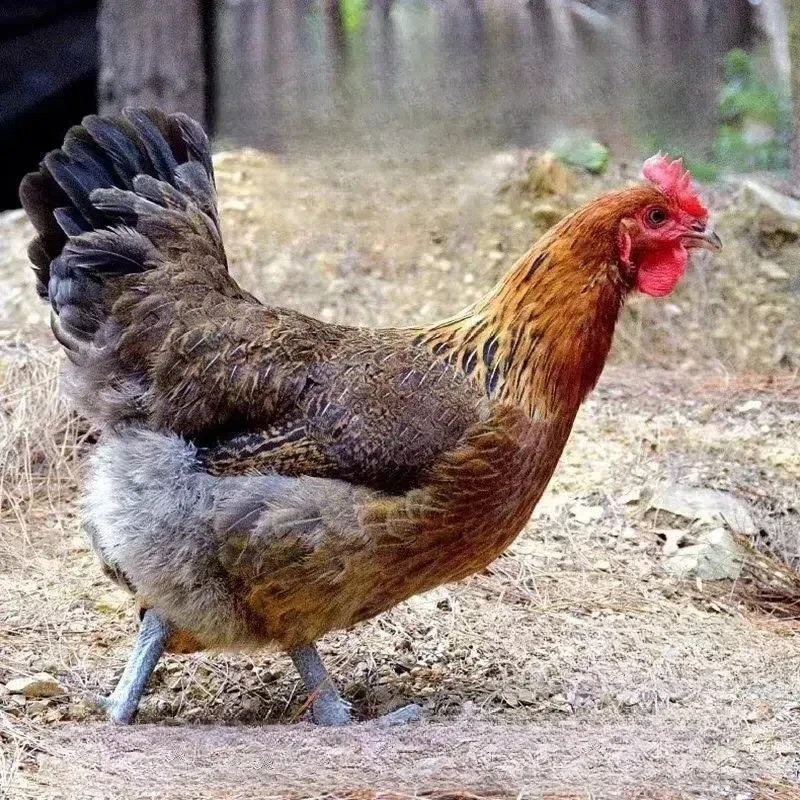 龙胜鸡好养走地鸡宠物鸡13只（活鸡发货）