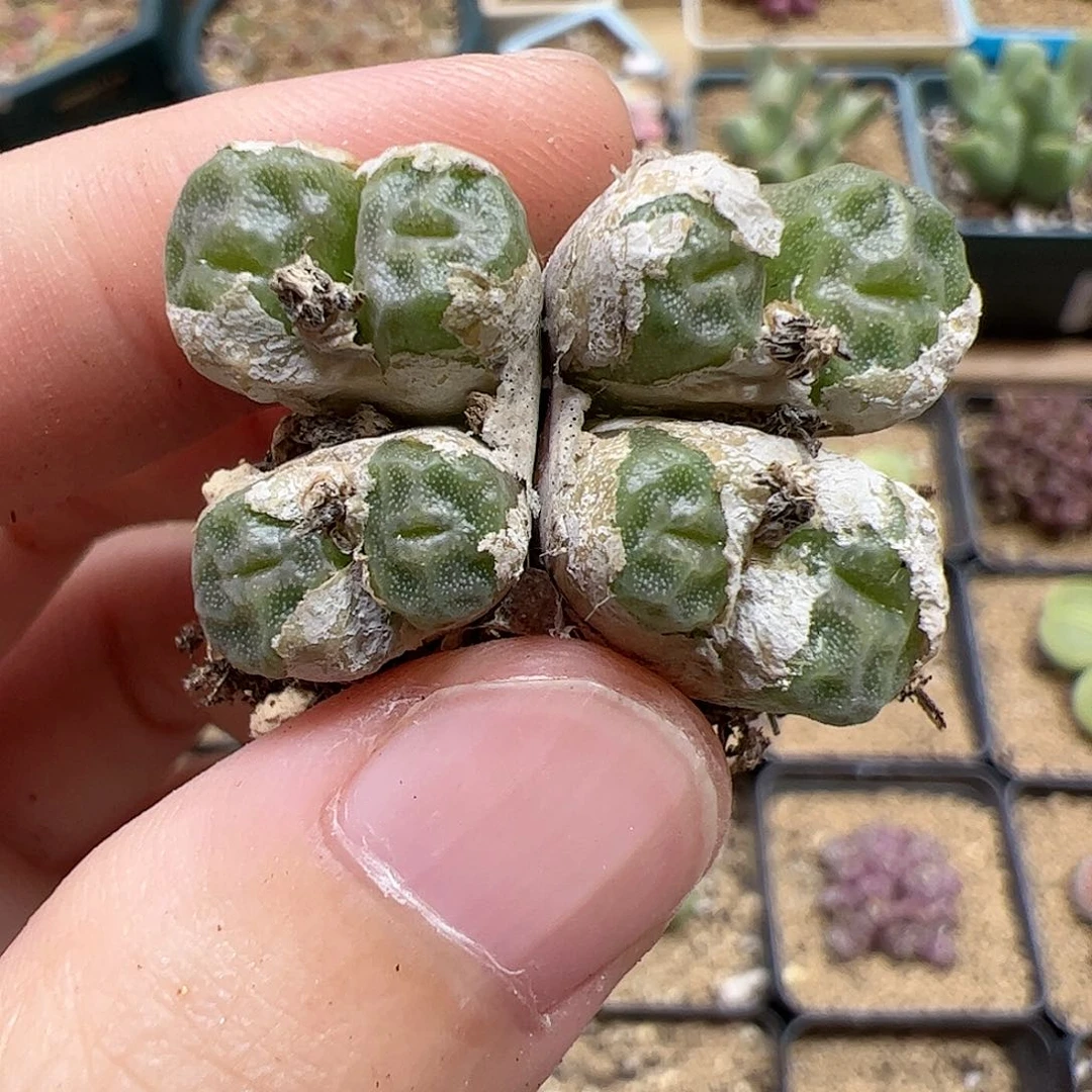 【闪购商品】243 烧麦