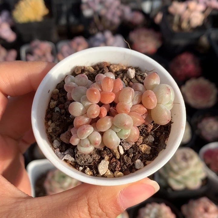 精控小泡泡糖多肉