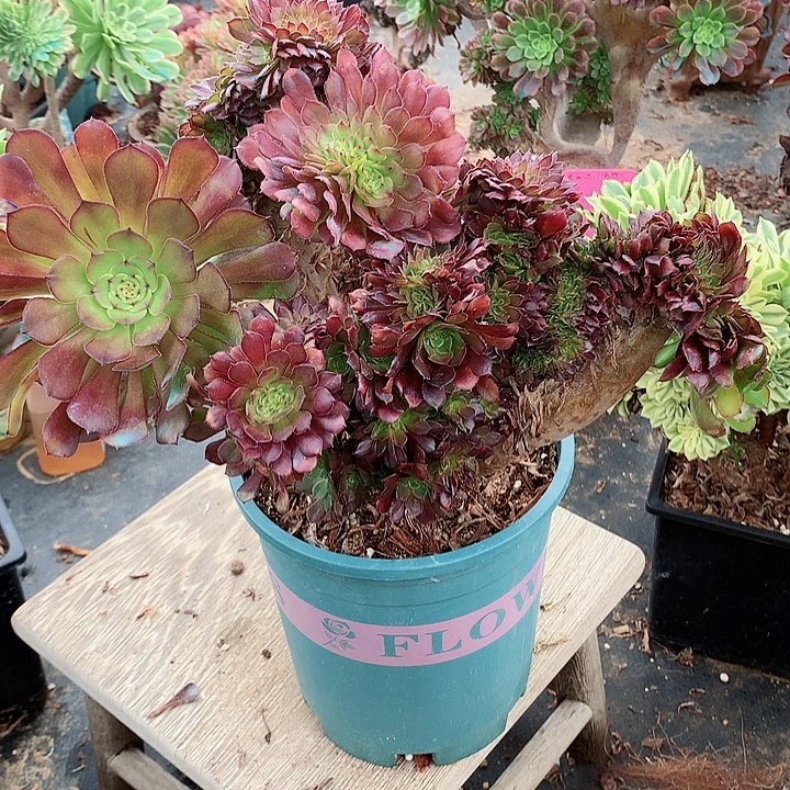 铜壶朵朵脱土发货