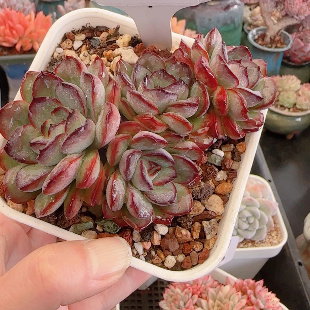 多肉植物3307…………….