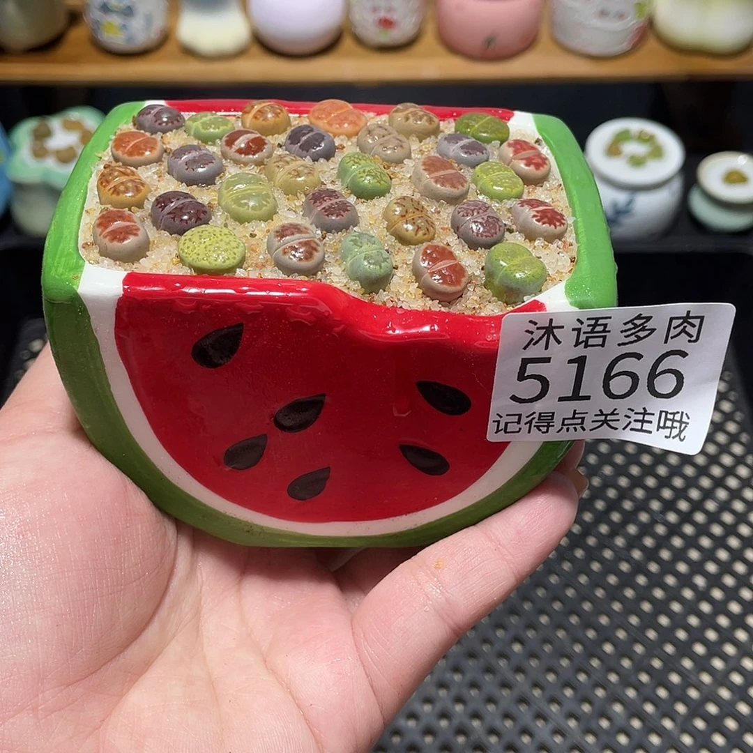 带盆土植物 一物一拍5166