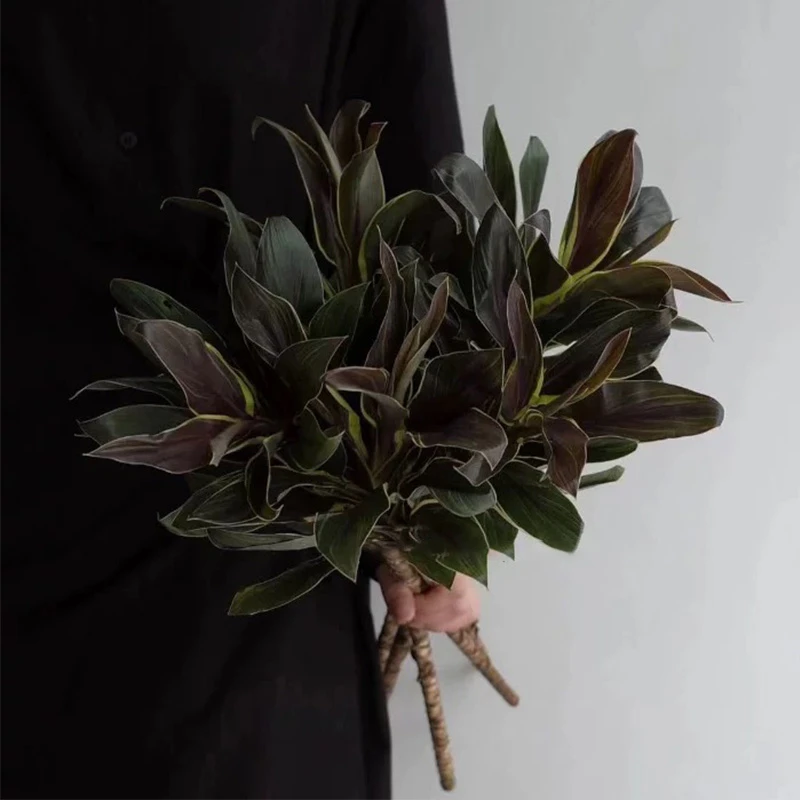 金边朱蕉｜鲜花水培植物鲜切支室内客厅插花好养花卉绿植盆栽