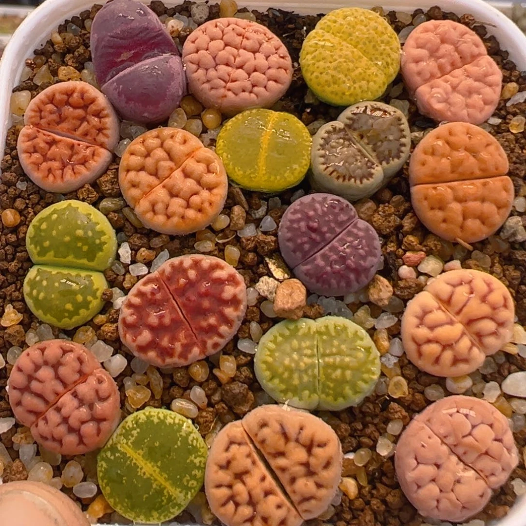 土****了130多肉植物百科知识
