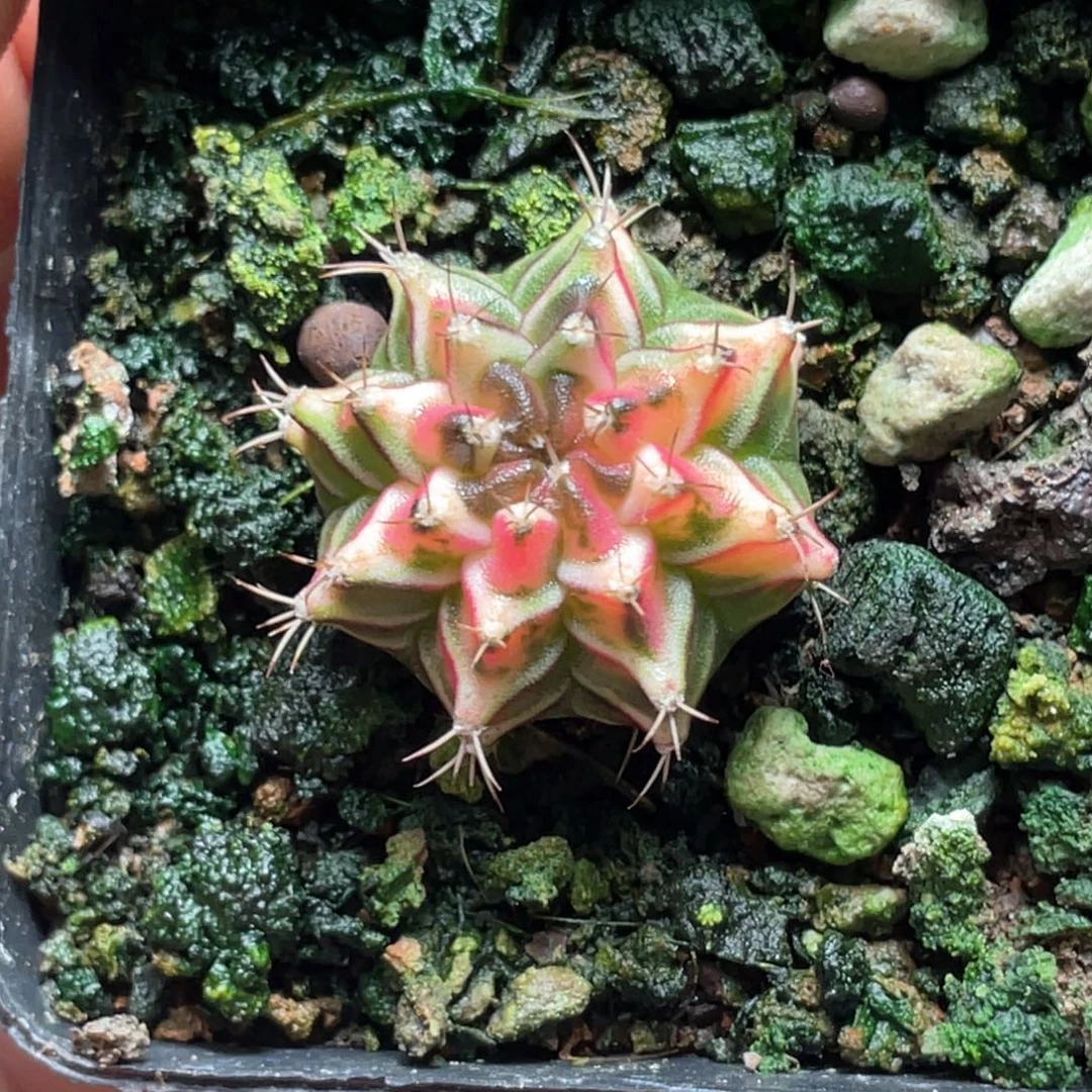 当前无花朵，栽培后可花朵粉透米哈锦