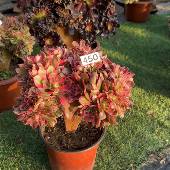 粉女巫缀化法师锦450