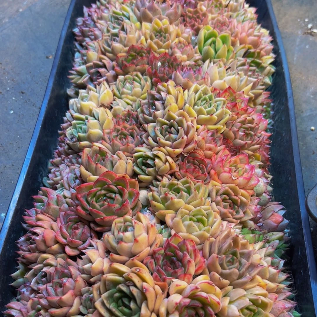 莫***飞588多肉植物和植物