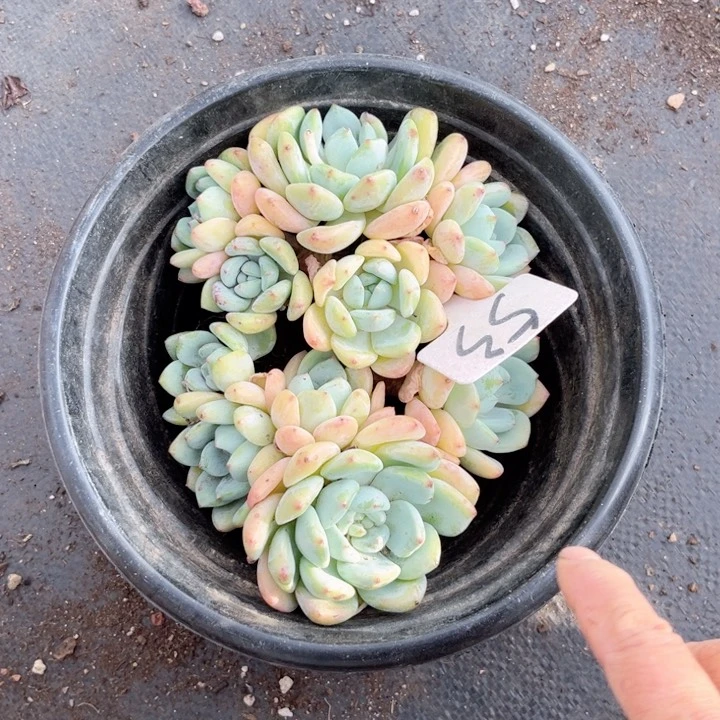 晨语多肉一物一拍53