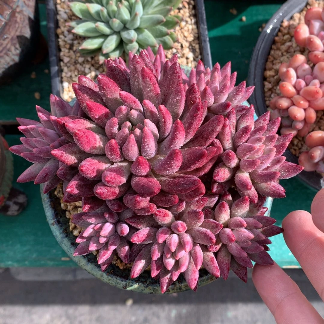 我们家的小仙女们