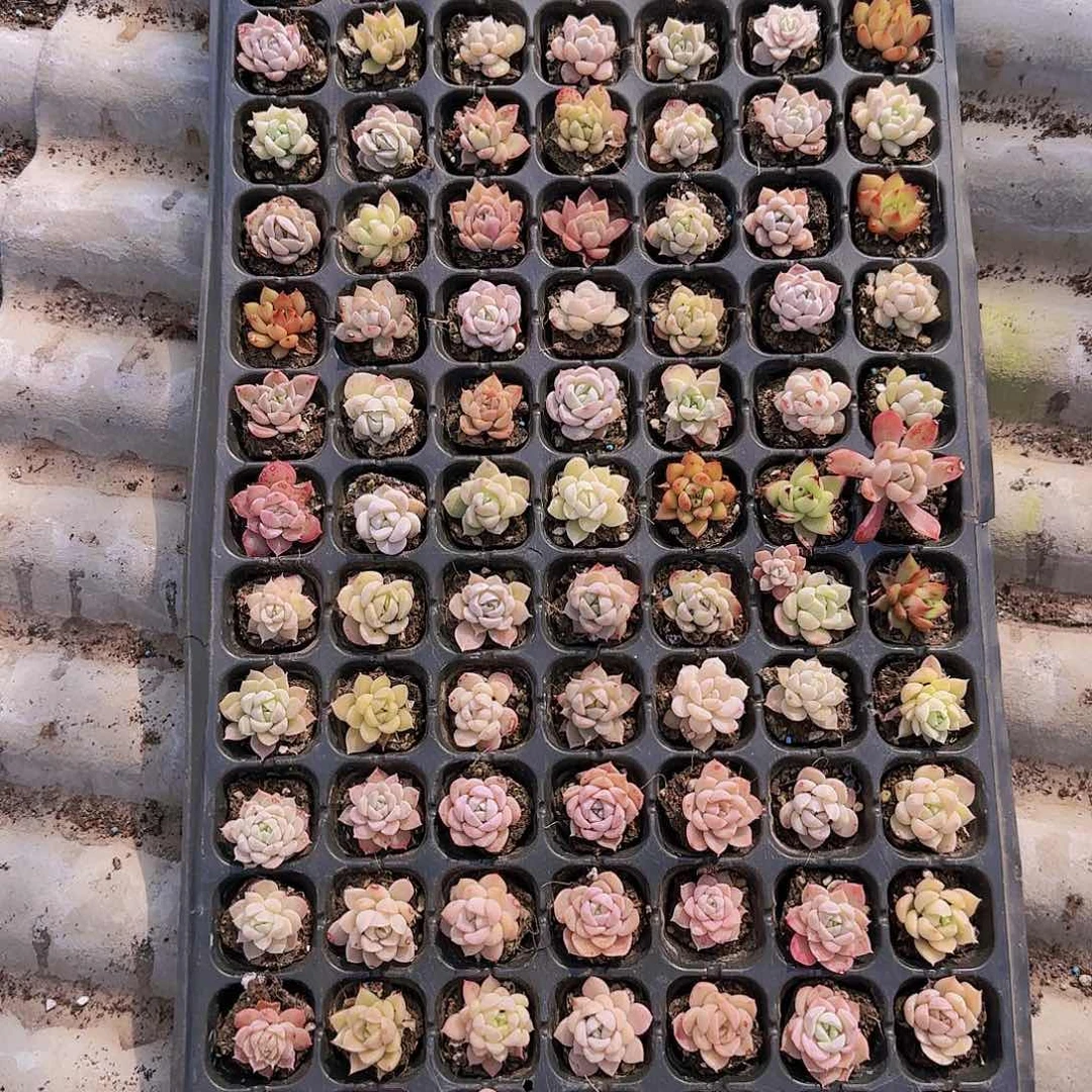 直播一物一拍多肉70