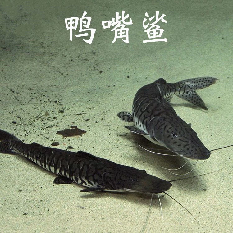 虎斑鸭嘴鲨鱼活体淡水大型凶猛鱼