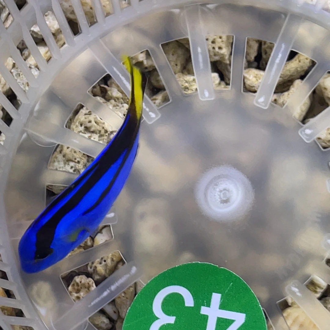 海水鱼蓝调一条11111