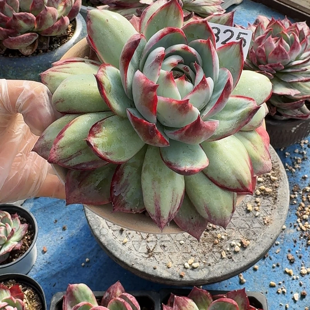 惊鸿仙子 2825..........