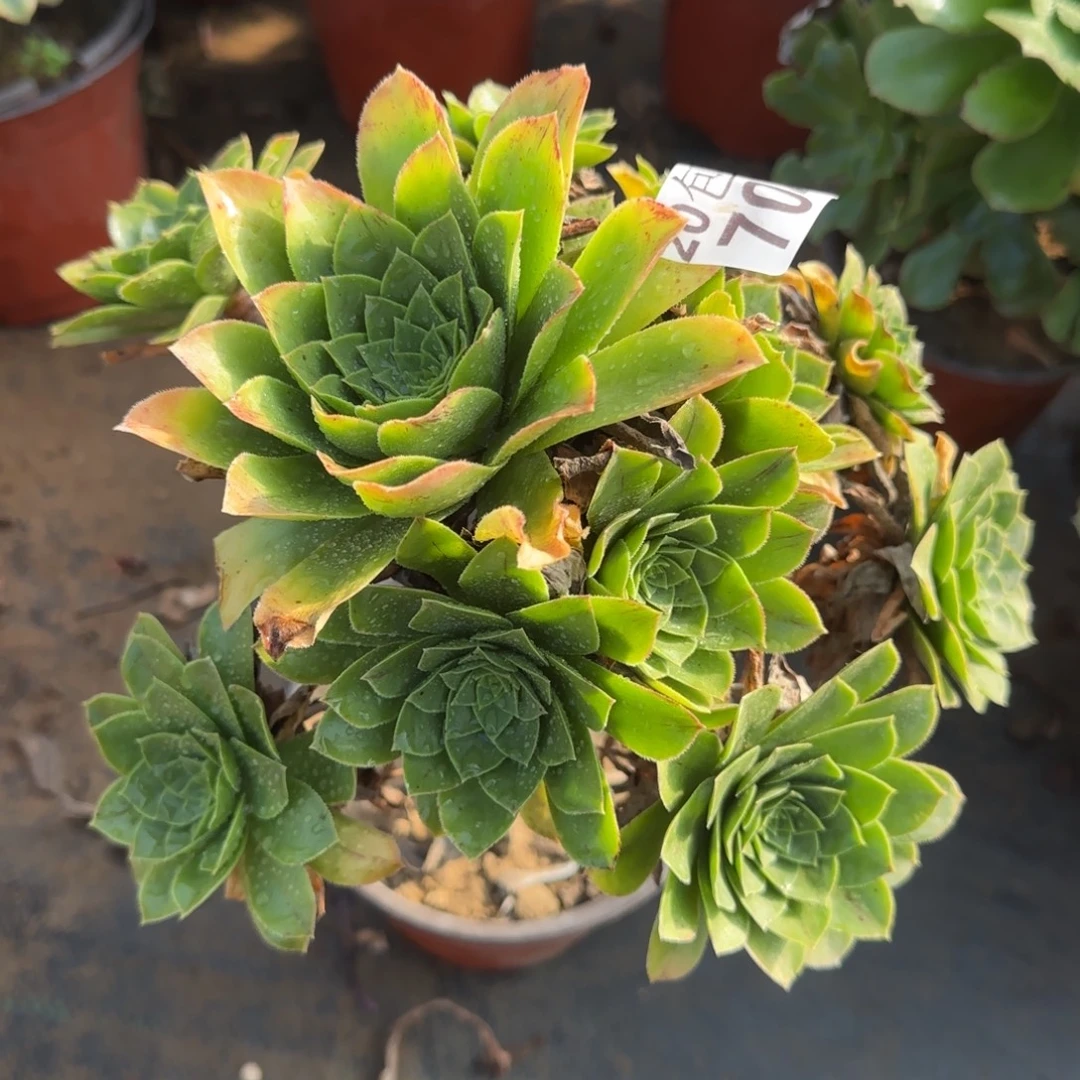 木法沙704满20包邮断枝不包