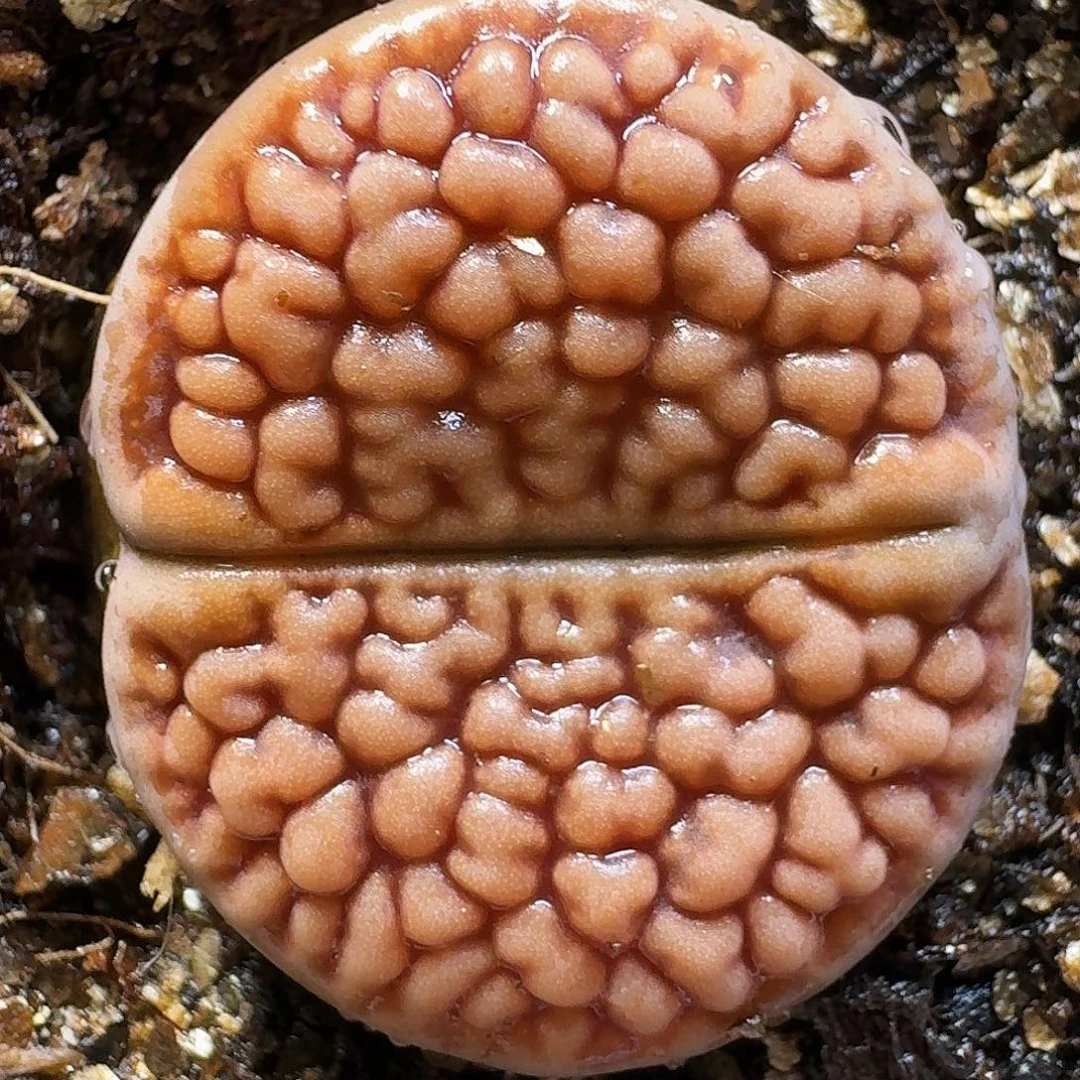 生石花111111。   271