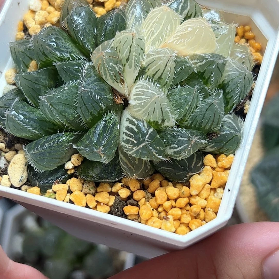 秋祭锦十二卷多肉植物满