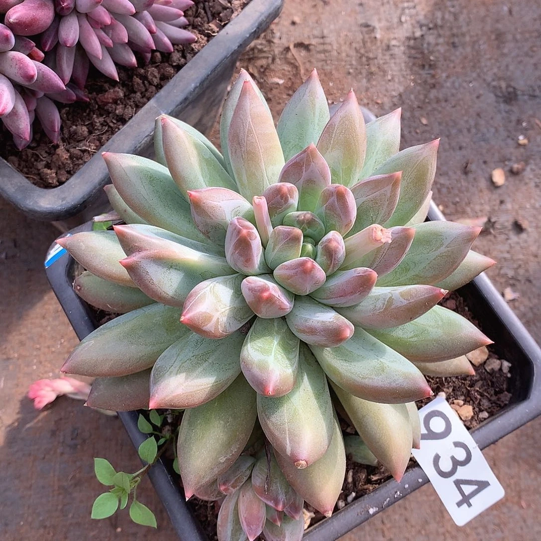 934重楼一物一拍多肉