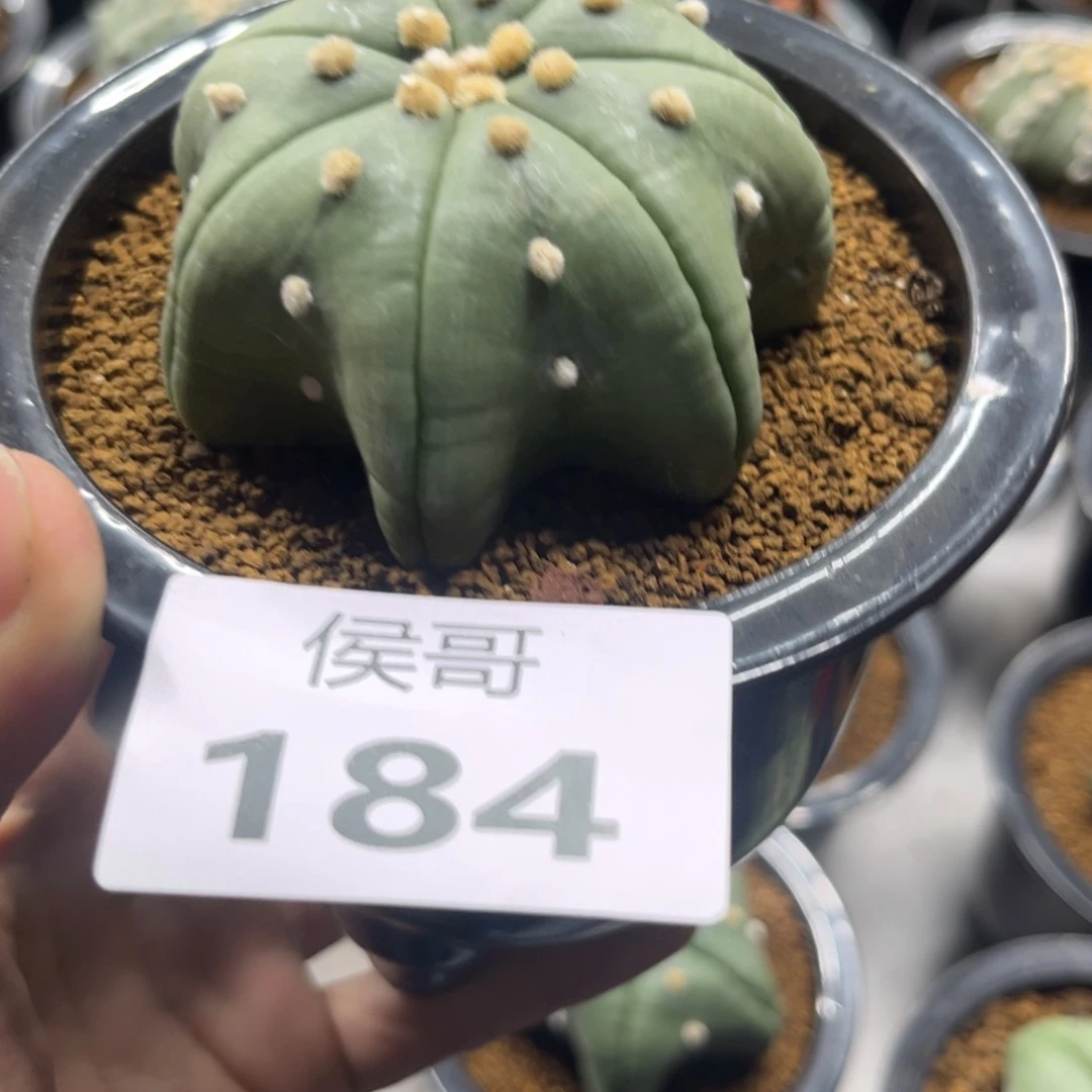 河****184泰系兜仙人球多肉植物