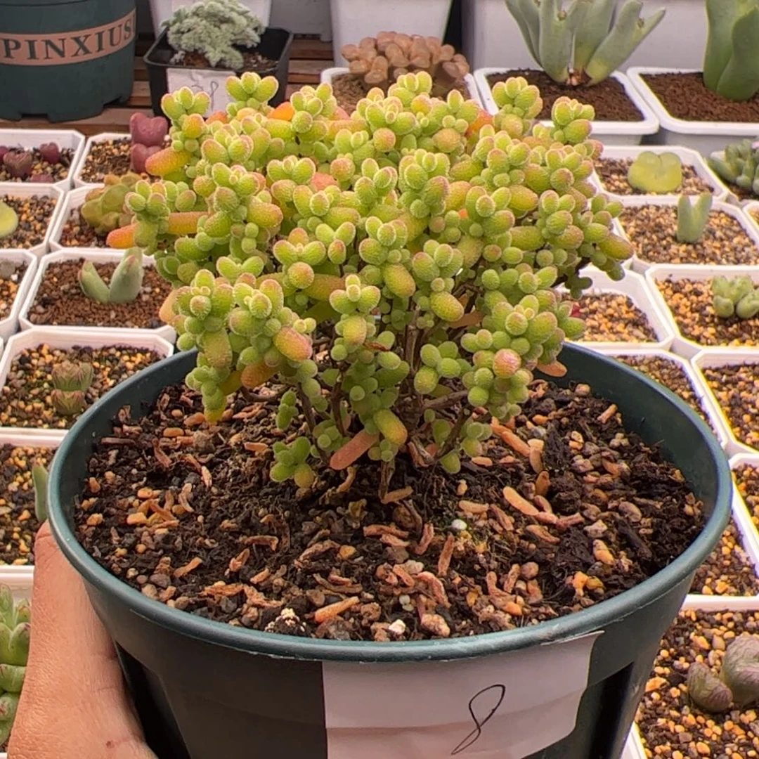 8号蜜橘糖球12.29多肉