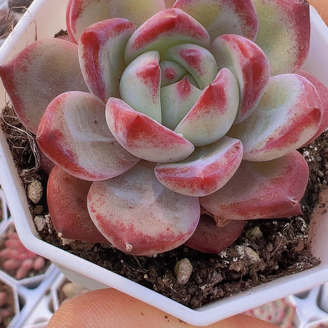 单头夜魔侠19包邮多肉