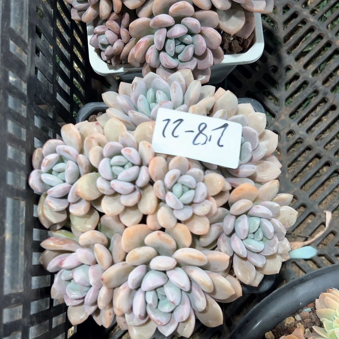 2.8-22白露多头多肉