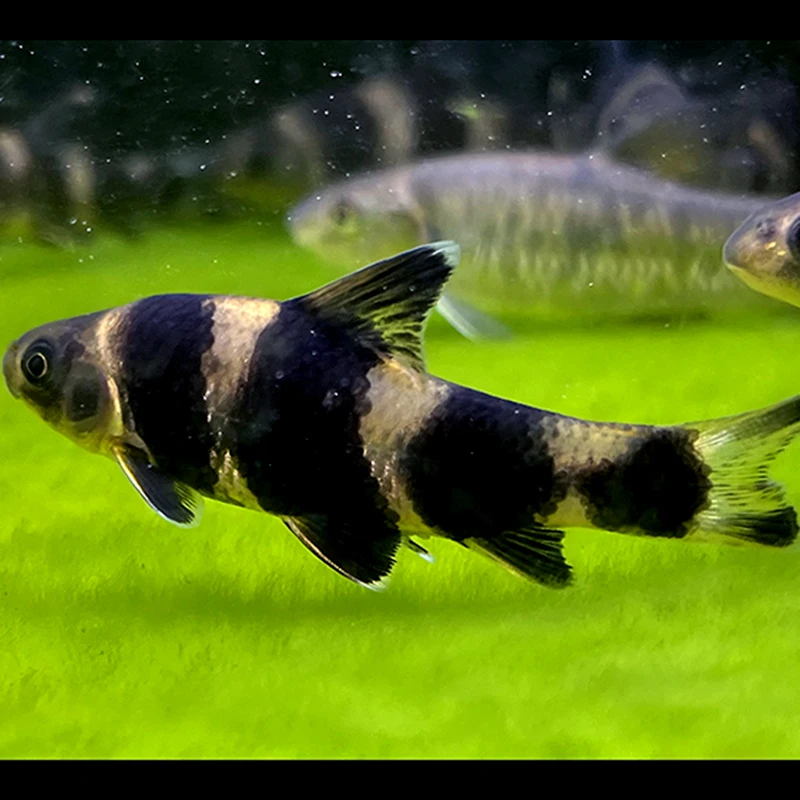 华鳈鱼熊猫鱼小型迷你华鳈鱼原生鱼观赏鱼溪流鱼冷水鱼