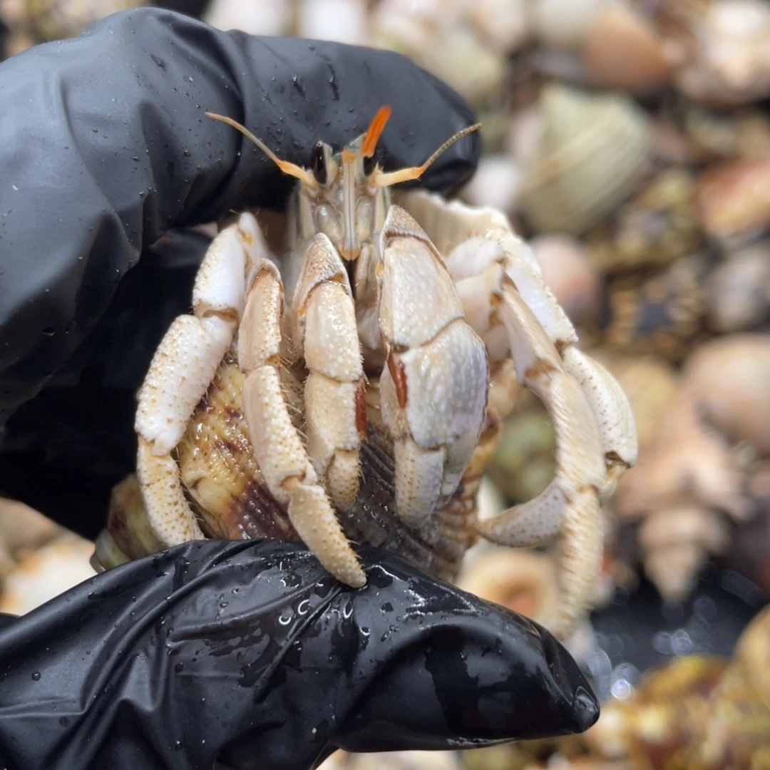 不退不换谢谢支持43