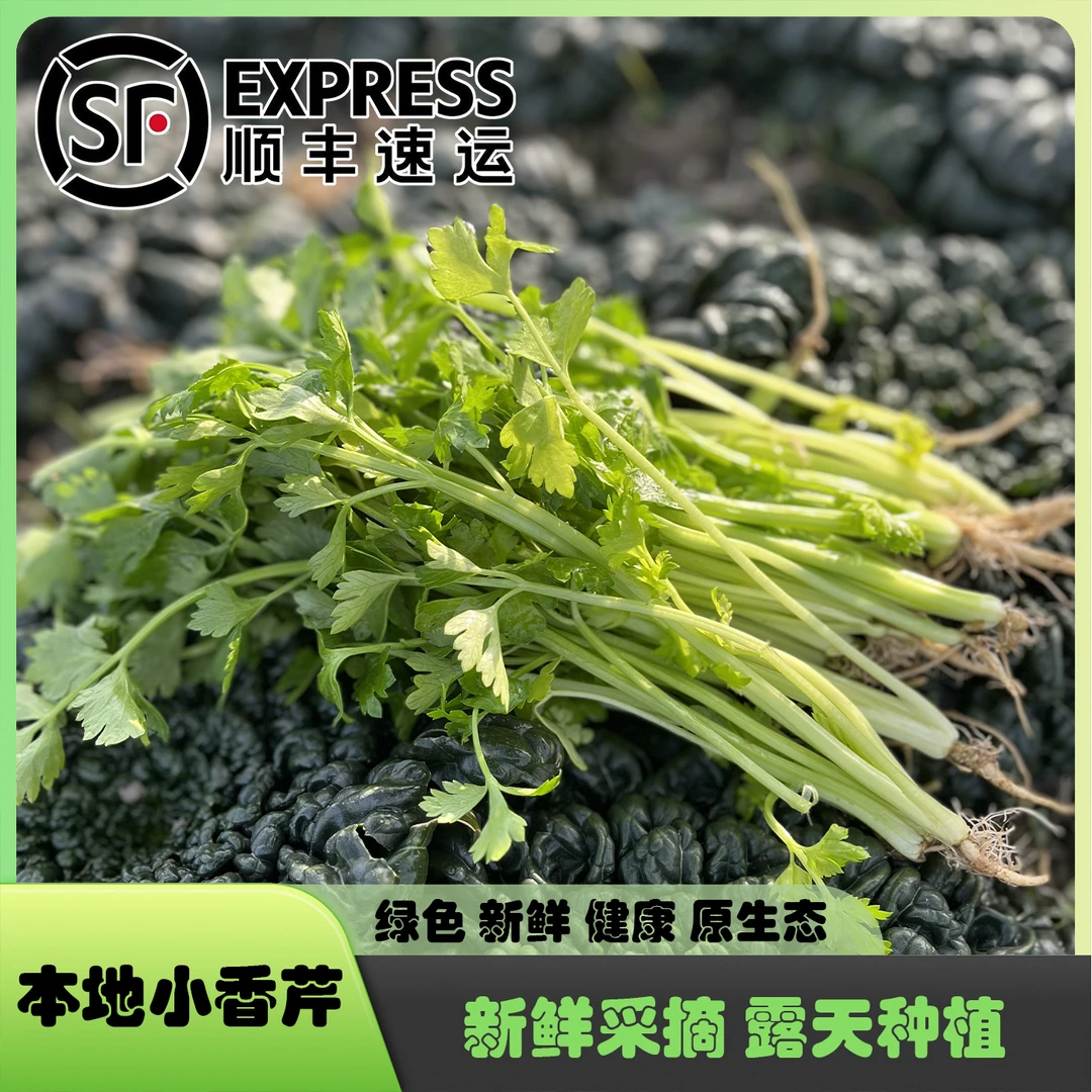 【易小菜精选】苏州本地香芹 有机肥种植 新鲜 现摘 农家原生态