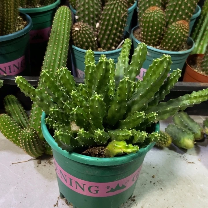 花***州仙人球水仙晴朗一物一拍