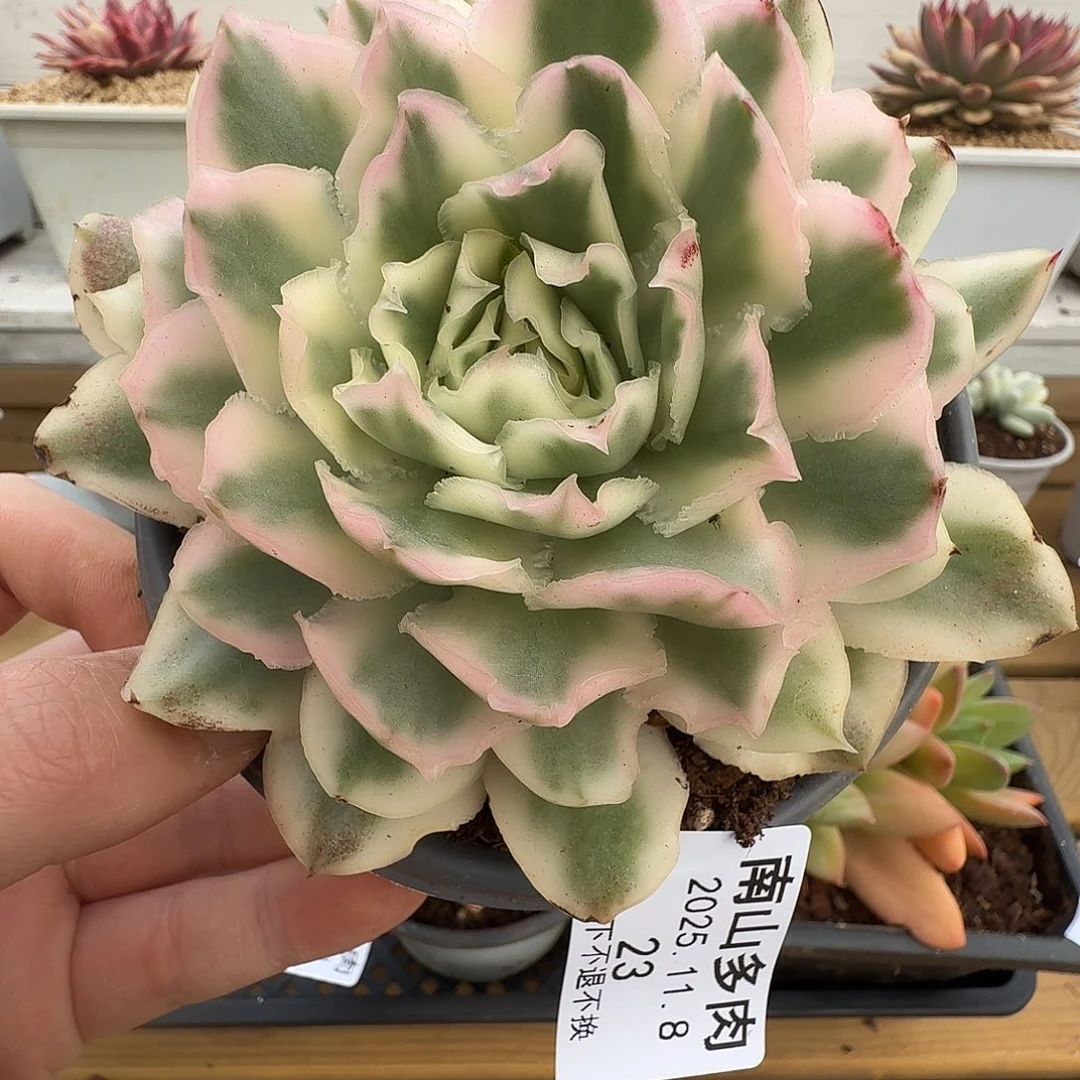 紫蝴蝶锦1111108-23