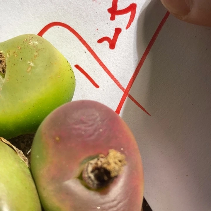 17252有伤一组一组