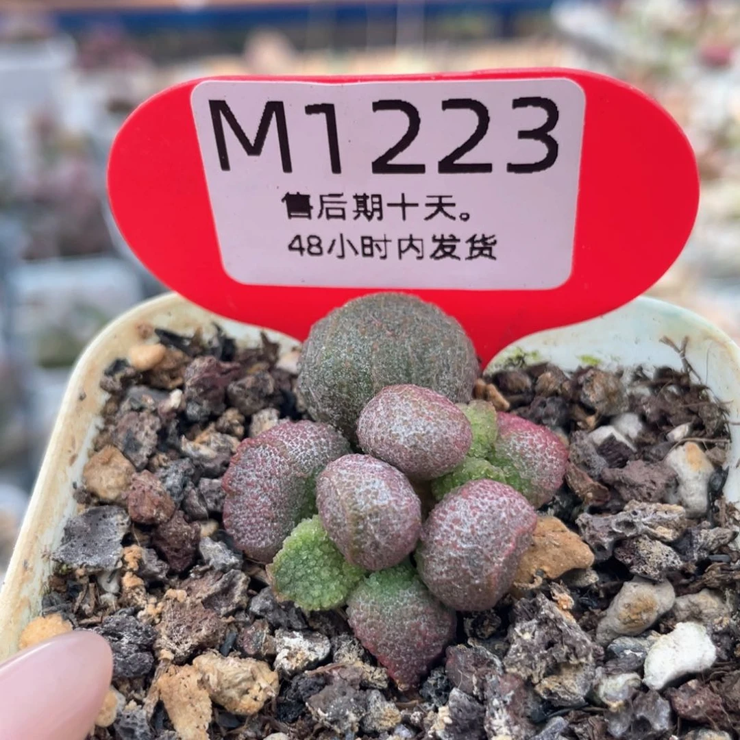 @*初       福利。    1223。