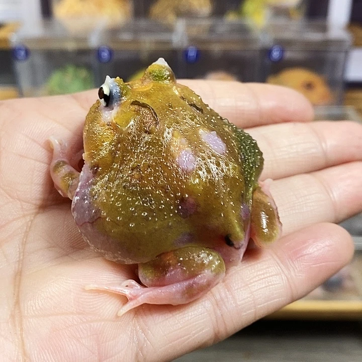 一***人角蛙936号微瑕疵变异