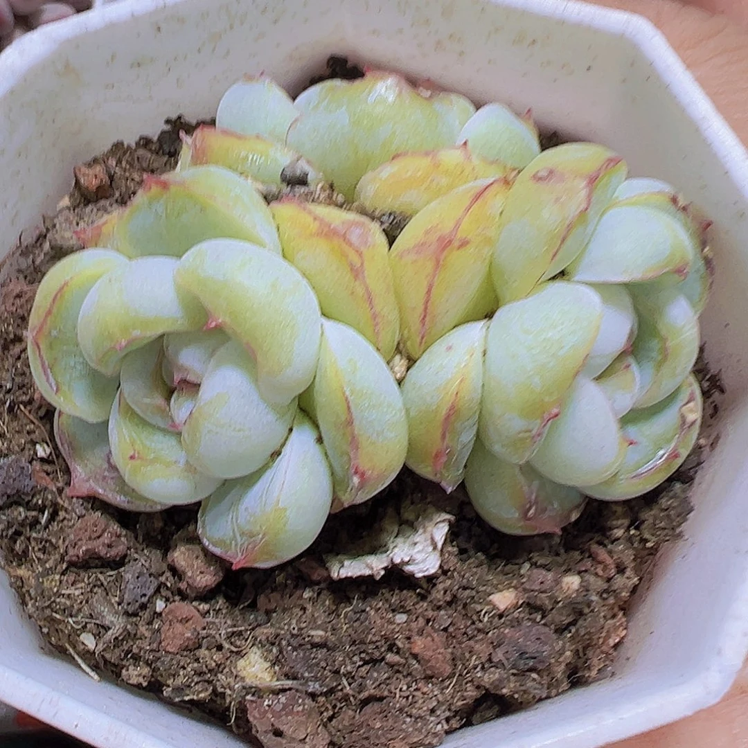 胖虎群19包邮多肉植物