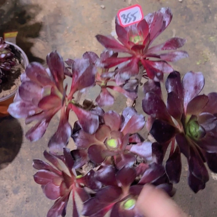 一物一拍嫁接火凤355