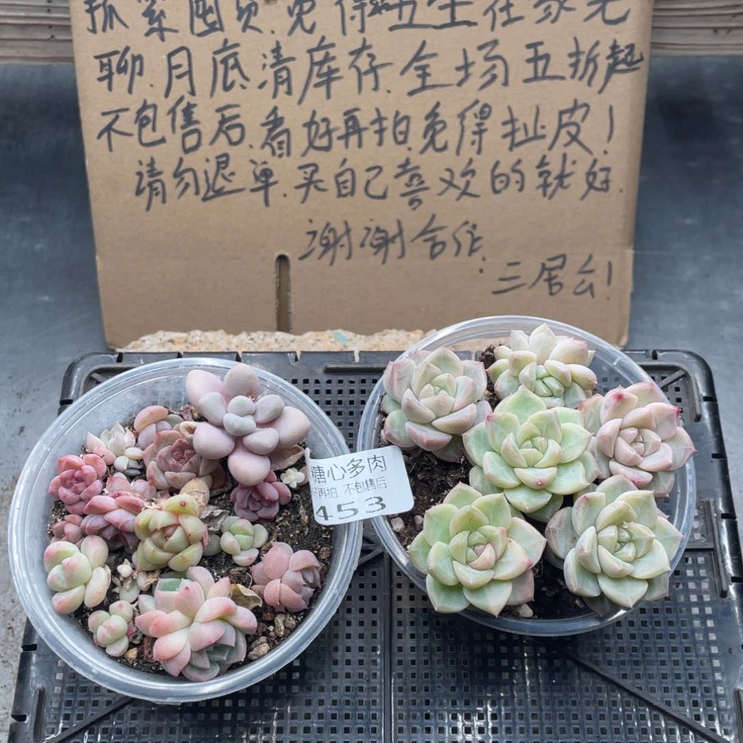 云糖心多肉植物453