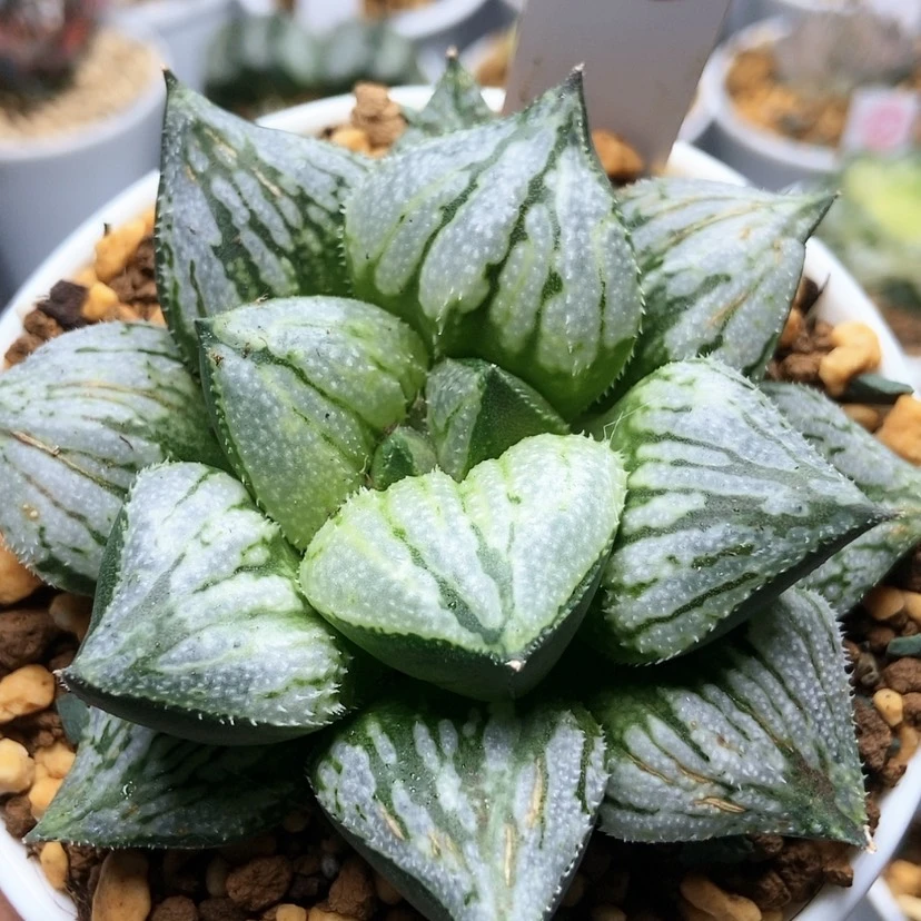 【闪购商品】京之恋92