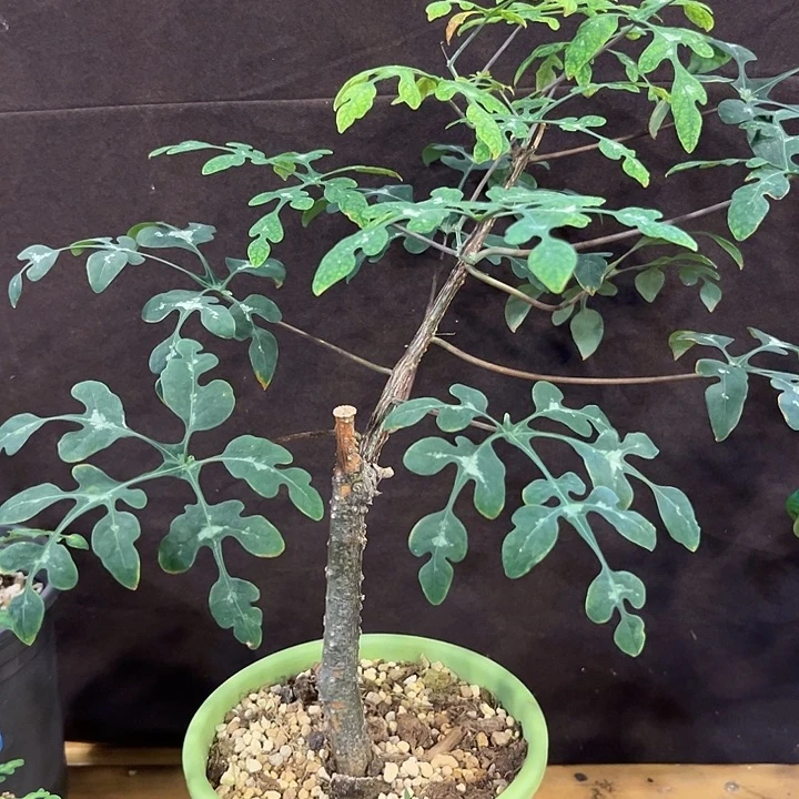 汤圆植物蓝宝石漂亮