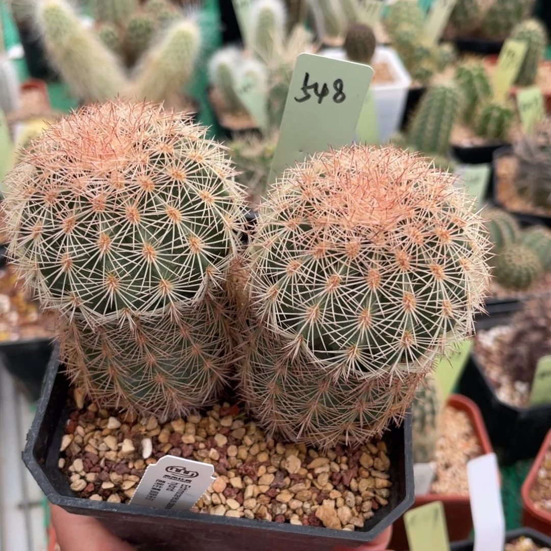 鹿角柱实生仙人球御旗杂交