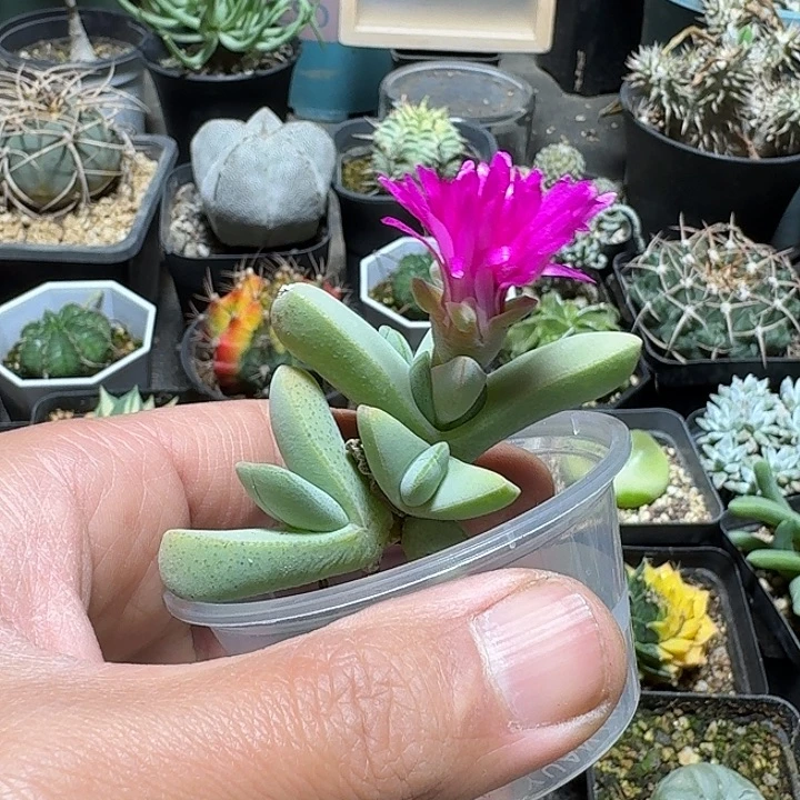 w***3445虾钳脱土发货实生