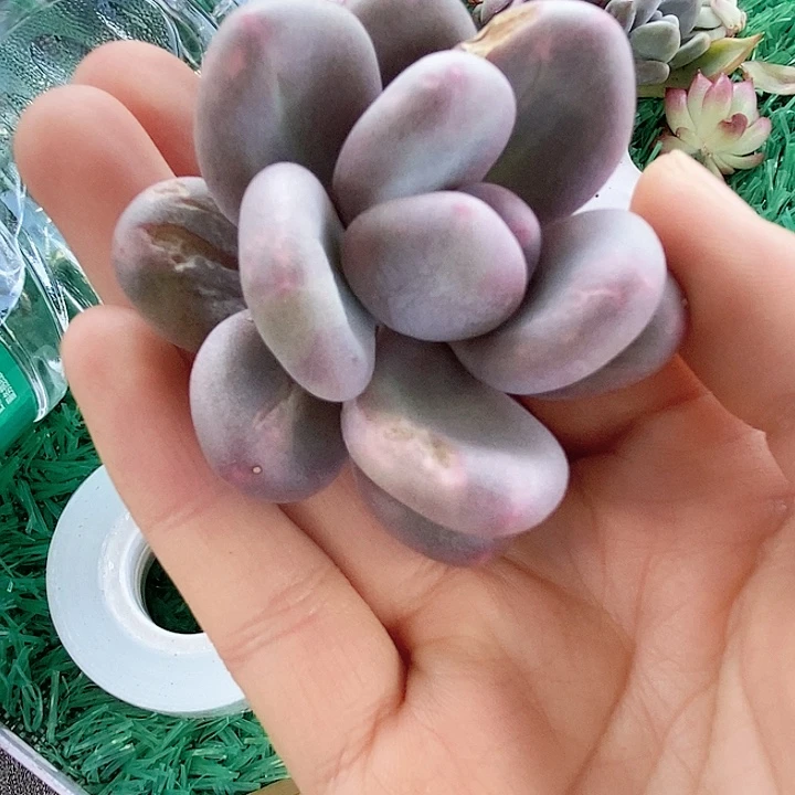 奶酪锦一物一拍，