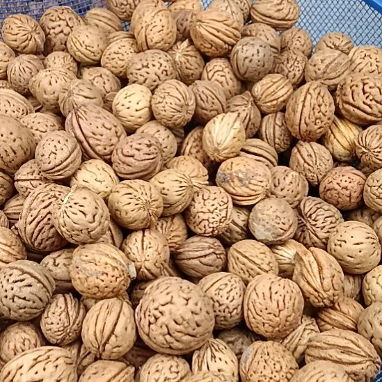 桃核吊坠野生山桃核圆核26元2斤