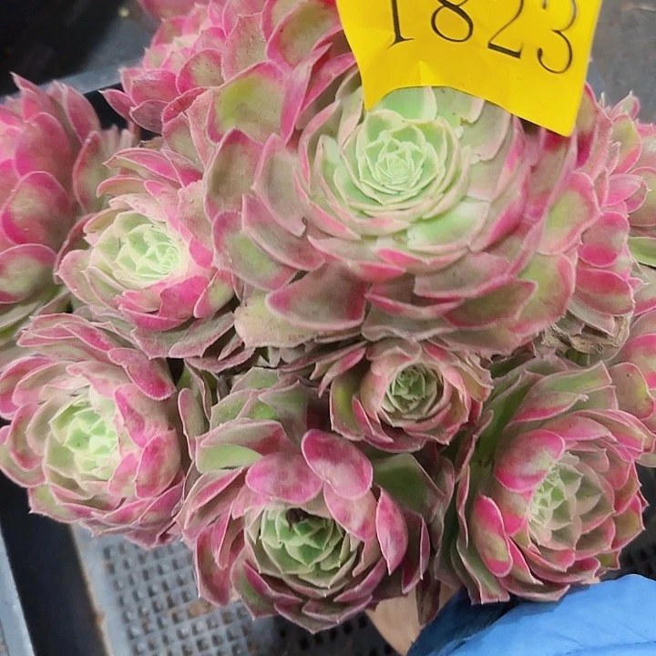 多肉葡萄福利1823