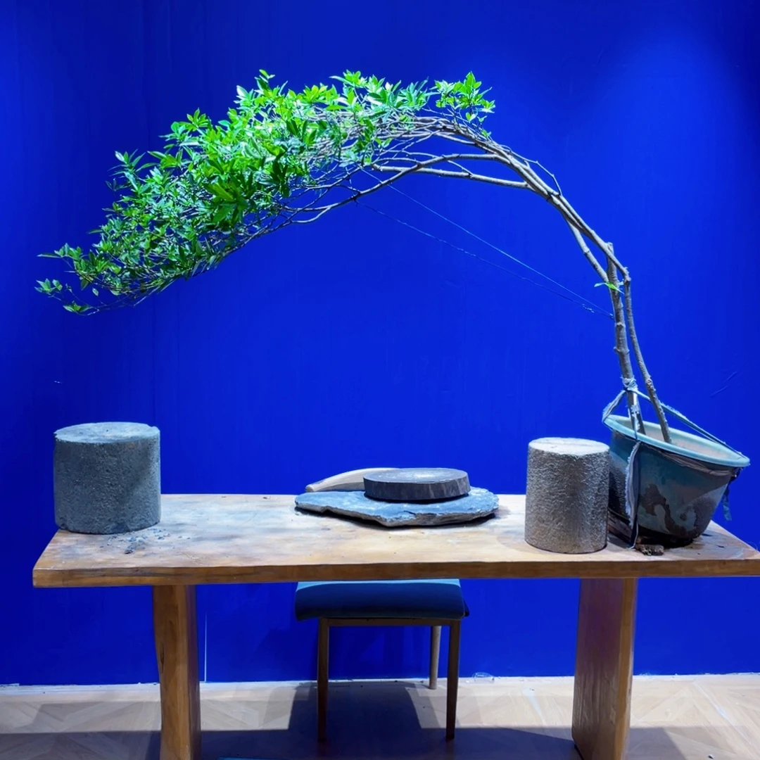 無***芒无花朵121111111111111