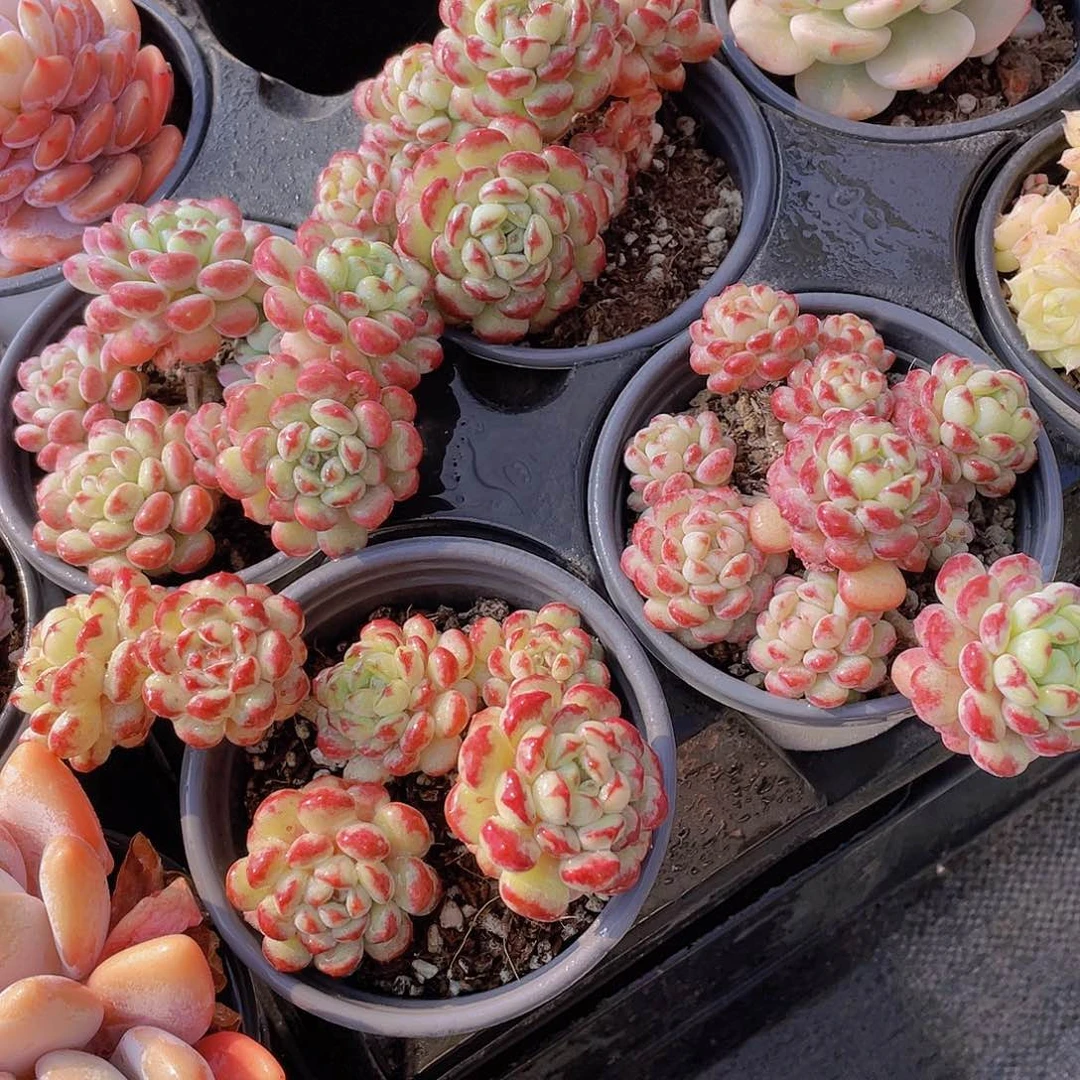 1055号 老桩萌豆大群生一个