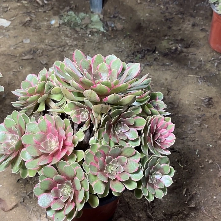 多肉植物莲花座37