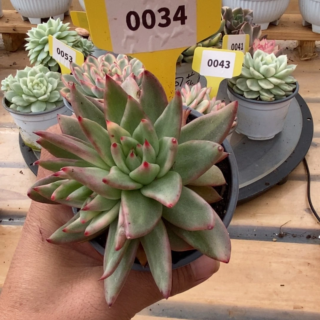 0034东元杂哈哈哈哈