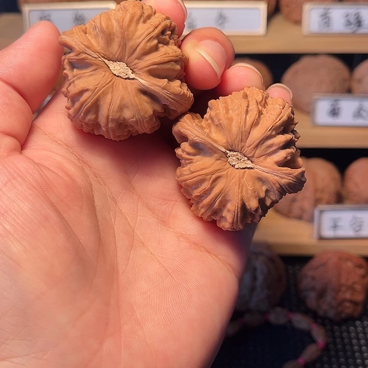 核桃43白狮子。