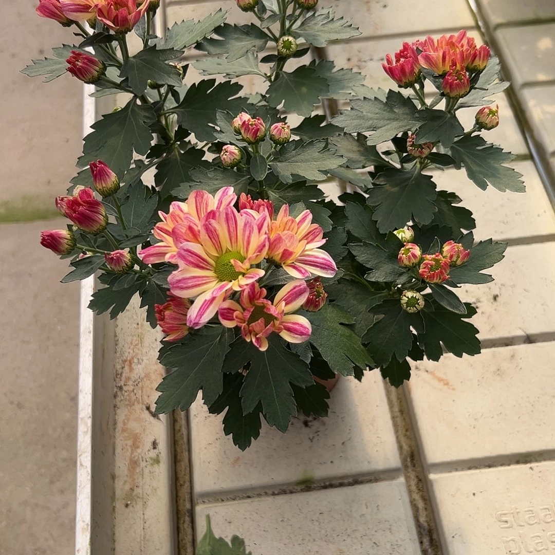 大部分花苞少量开放彩虹滑花