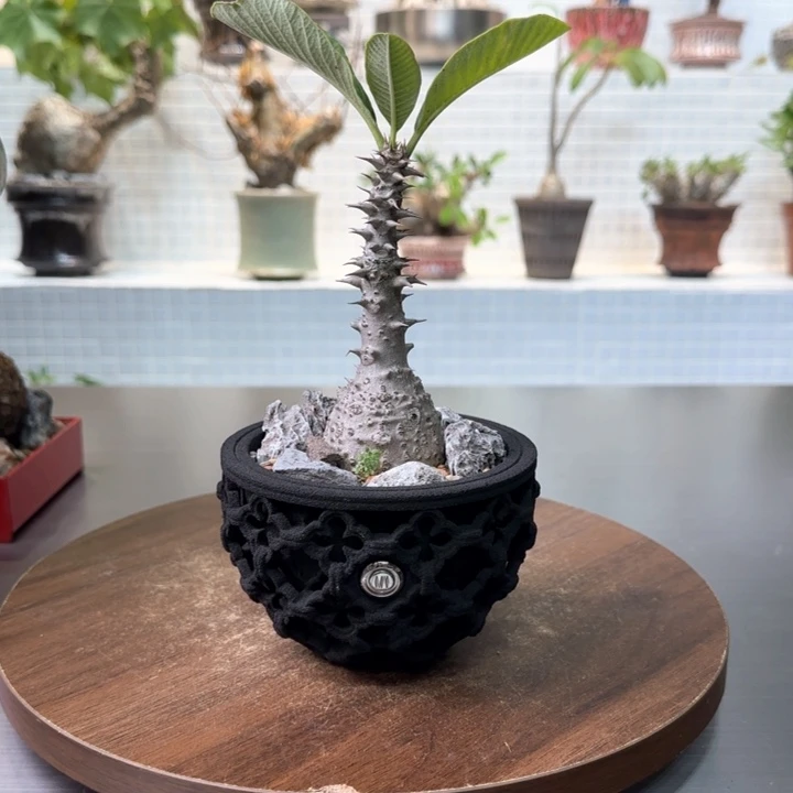 温莎瓶干一物一拍